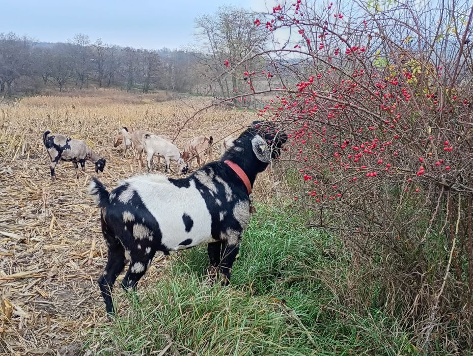 Vând țap anglonubian!