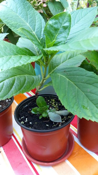 Hortensie Hydrangea  macrofylla roz.