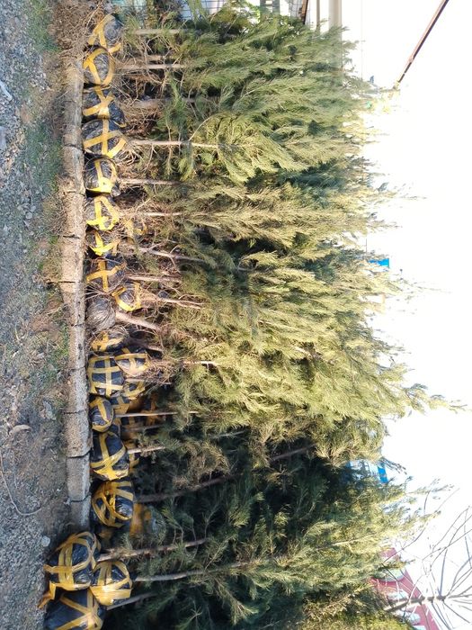 Энг арзон Сасна ваМажвеник арчалар