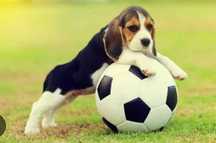Beagle tricolor