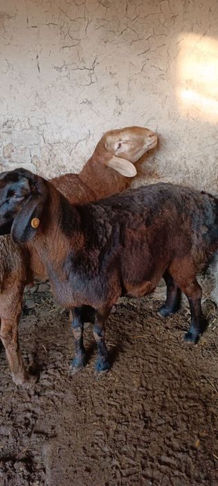 Sovliq qoʻy sotiladi