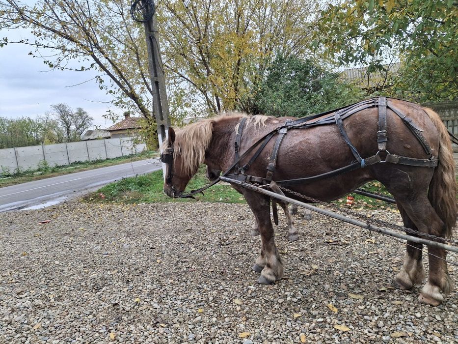 Cai de vânzare Teleorman