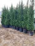 Chiparos Leylandii dimensiuni mari oferim transport în toată țara
