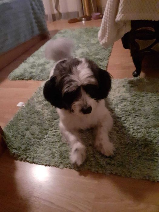 Donez caine talie mica, cipat varsta aproape 4 ani