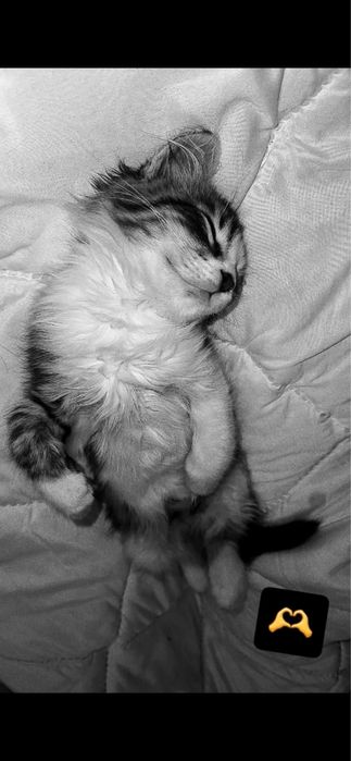 Подарявам малко коте