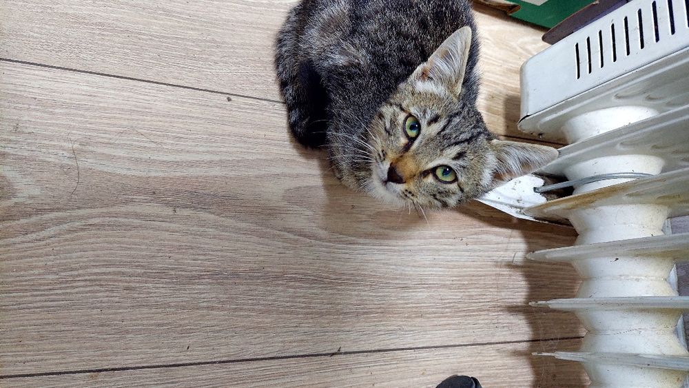 Катенок,кошка, кот