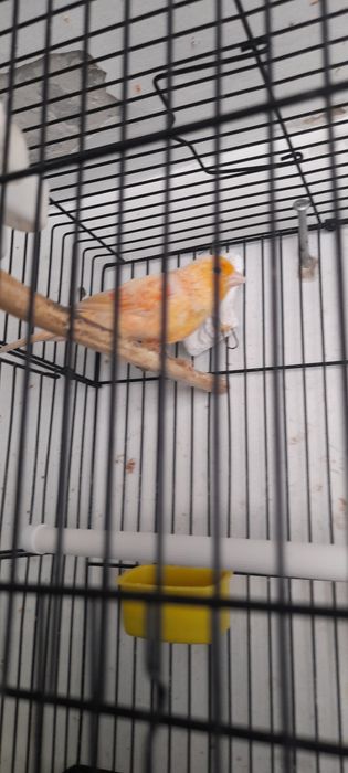 Продам Канарейку к самка и самес  гатовийий гатовий