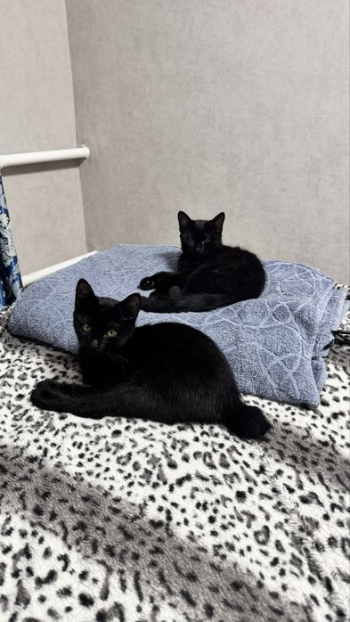 Милые котята ищут дом