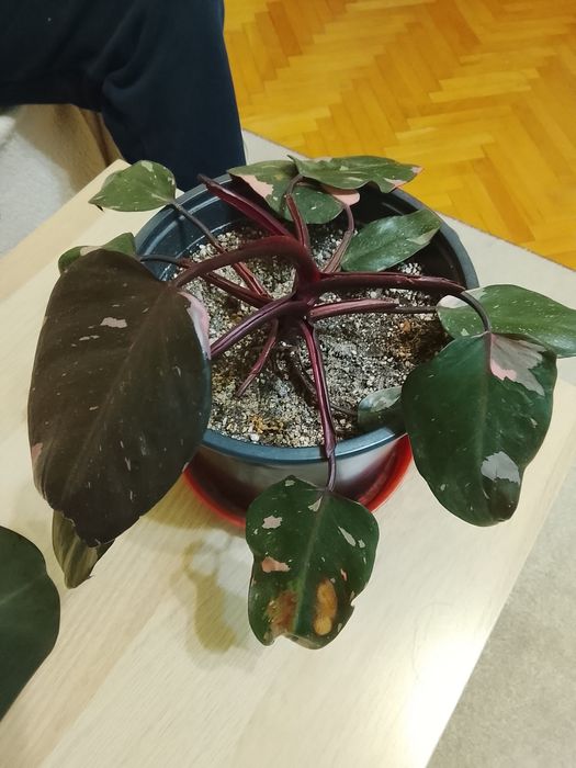 Vând Philodendron Pink Princess și Black Cardinal