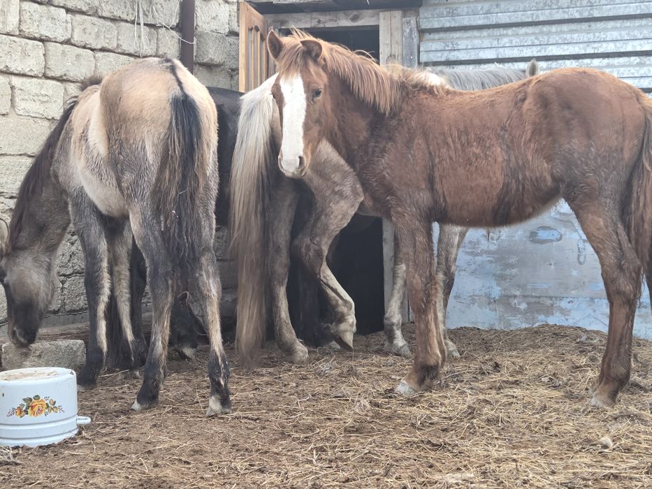 Жабағы ұрғашы сатылады