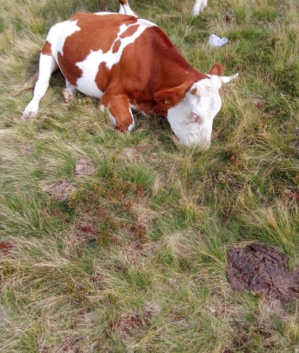 Vaca tanara de aproape 3 ani, gestanta in 6 luni, la a doua fatare