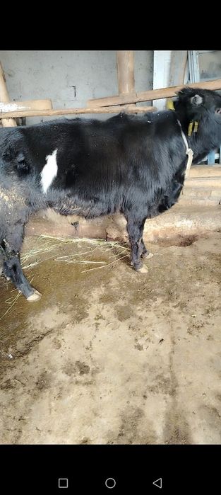 Ona bola sigir va hokiz buqacha sotiladi