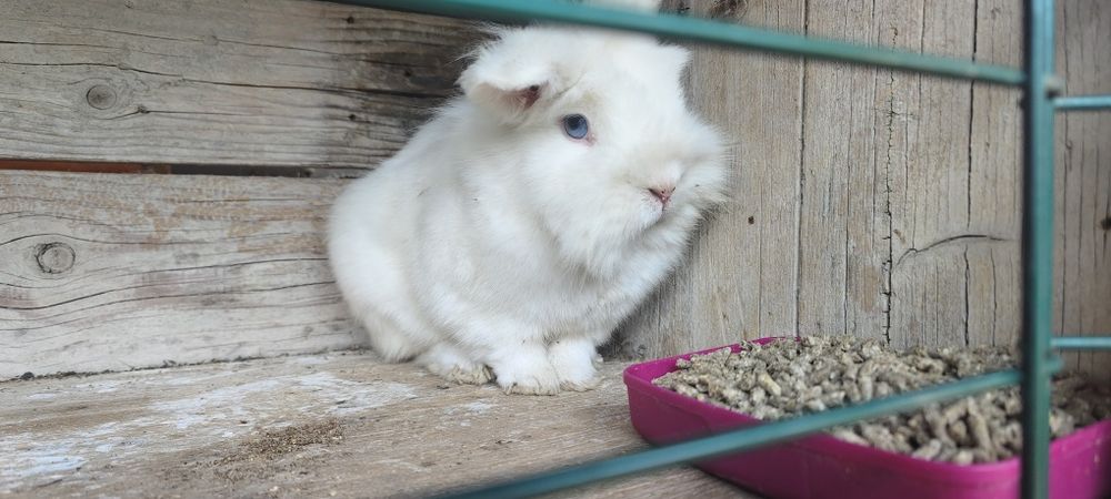 Iepure pitic cap de leu