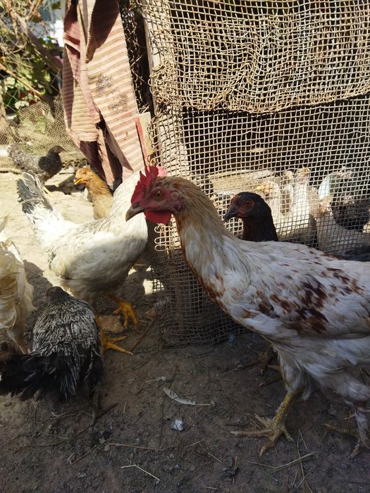 Продаются молодые петушки