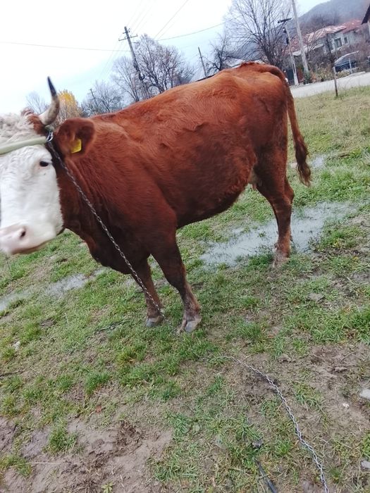 Vând vaca de lapte