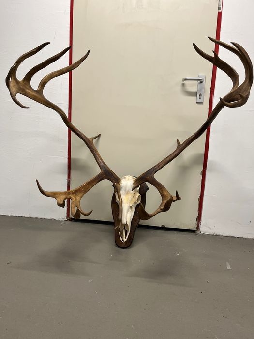 Огромен трофей от карибу - Северен Елен