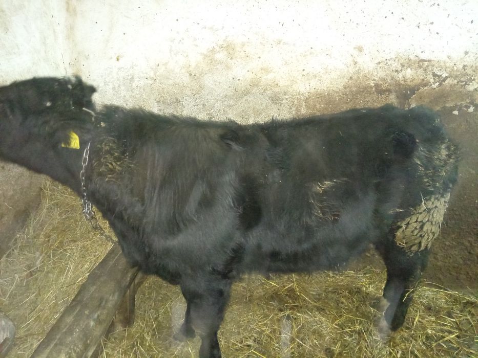 Vând doi viței, angus și bălțat !