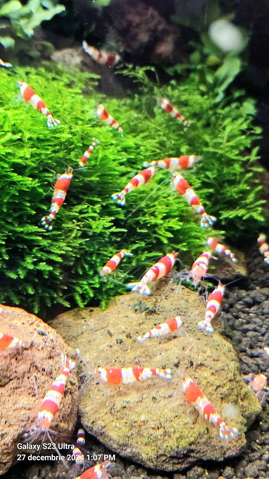 Creveti Red Crystal