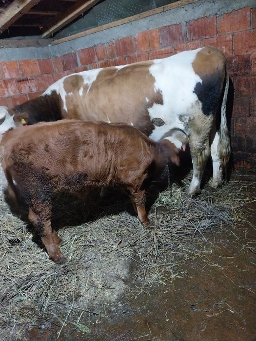 Vând tauras și vitea 5luni