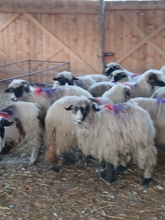 Vind 18 oi breze tinere cu nasul alb