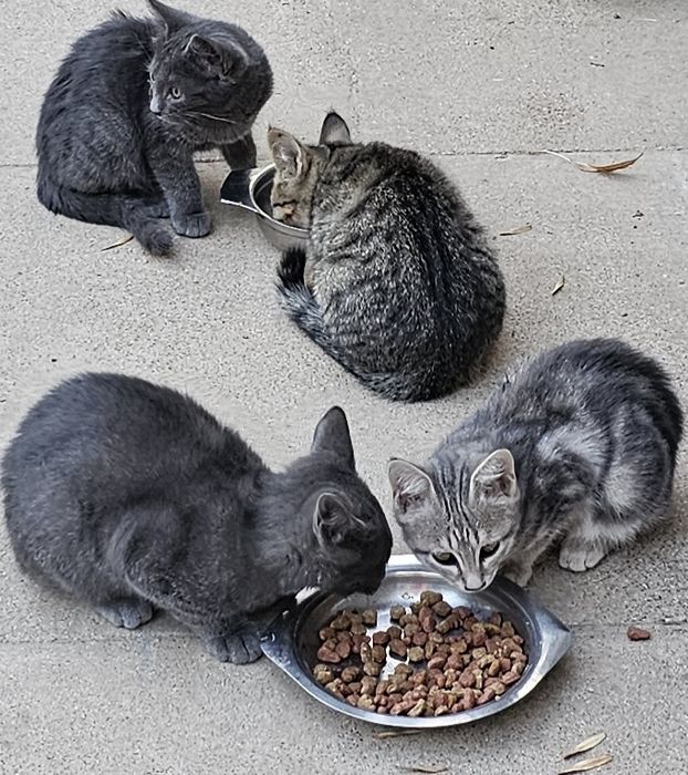 Котята бесплатно