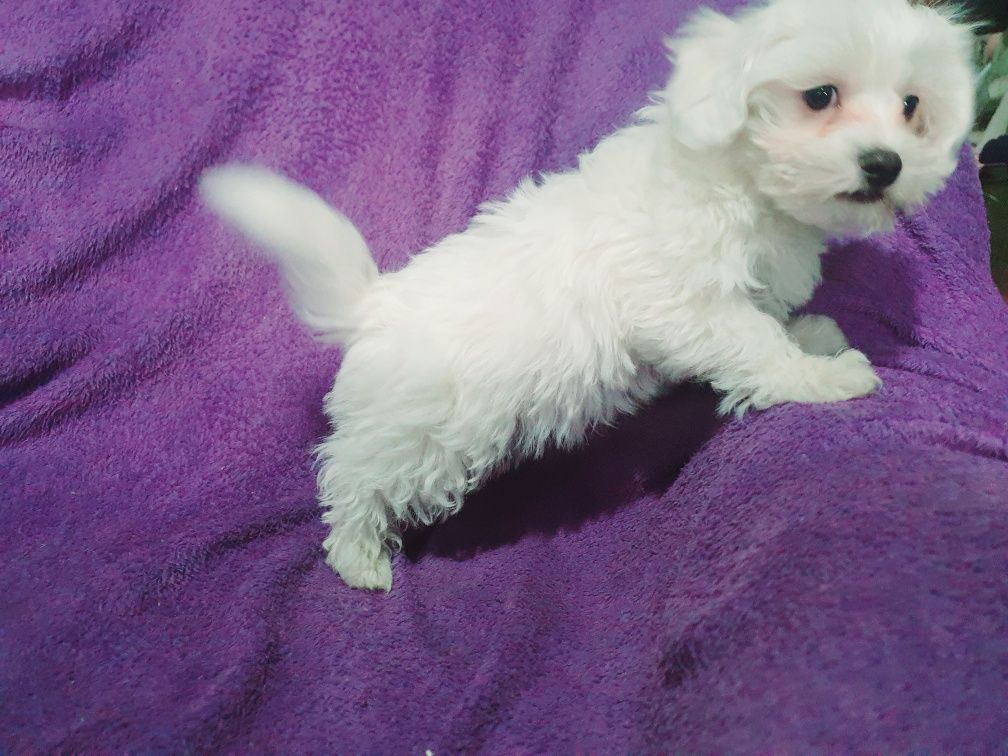 Bichon Maltez Alb