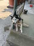 Donez catelusa husky