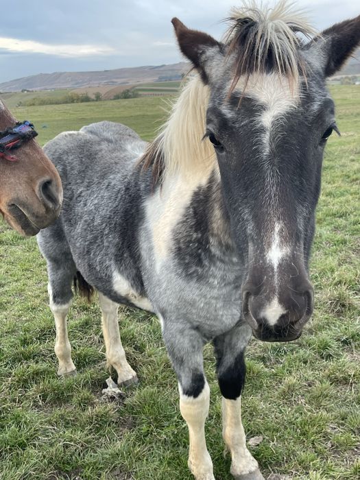 Vand manza tarcata de 5 luni
