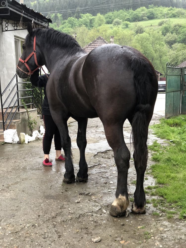 manza grea de 4 ani garantata zona gherla jud cluj