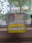 Colivie Hamsteri