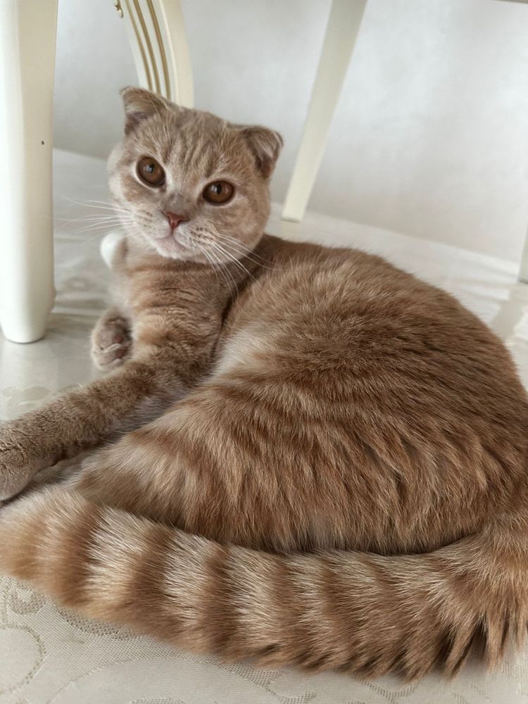 шотладский вислоухий кот