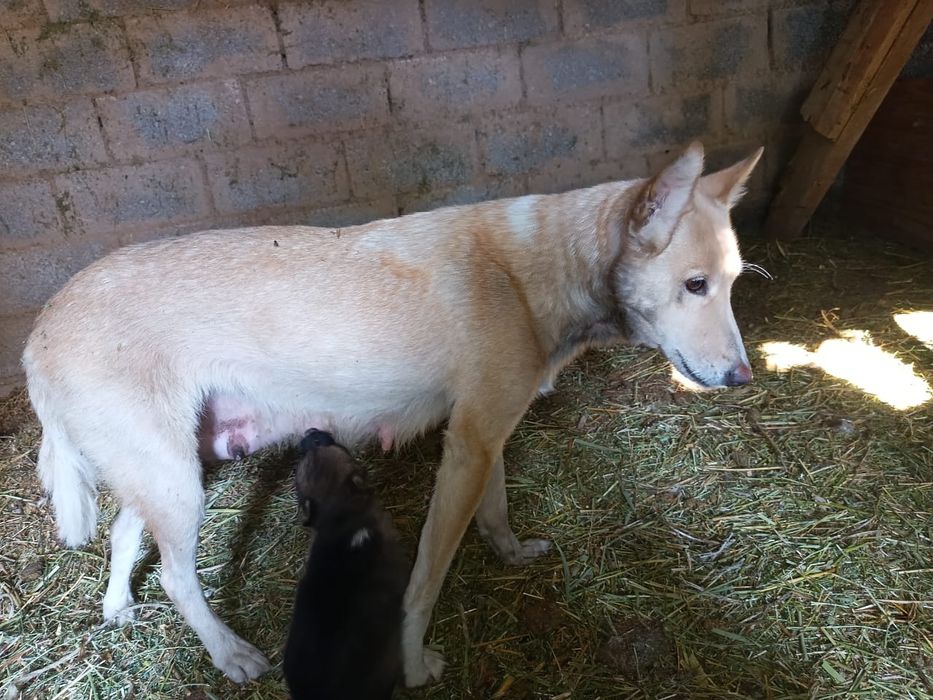 Продам шенка ЗСЛ и ВСЛ лайка