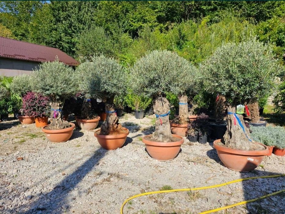 Maslin secular, maslin bonsai preț de producător