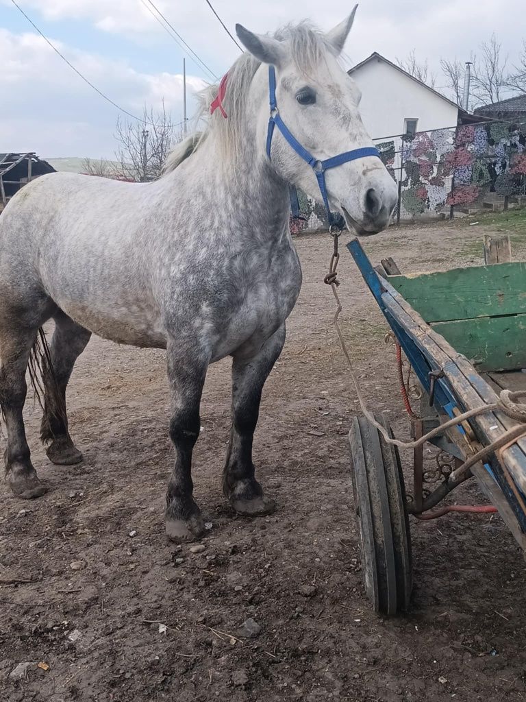 De vânzare iapa de 4 ani