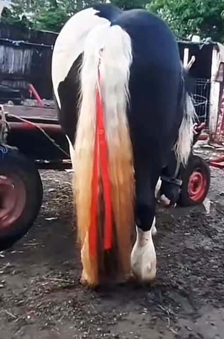 Armasar TOP de vanzare