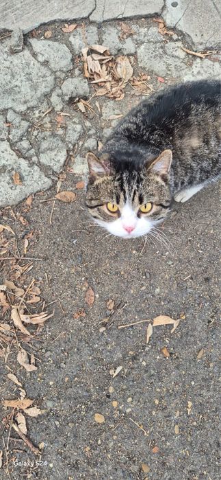 Ищем дом для котика