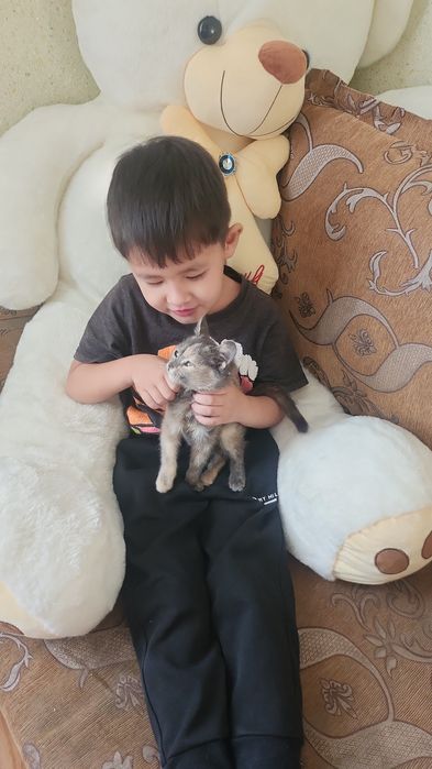 Отдам кошку в добрые руки