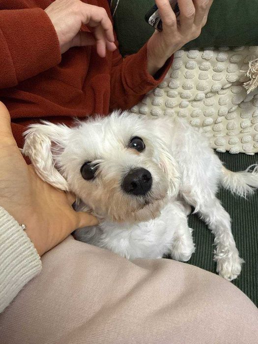 Bichon, caut o casuta calda