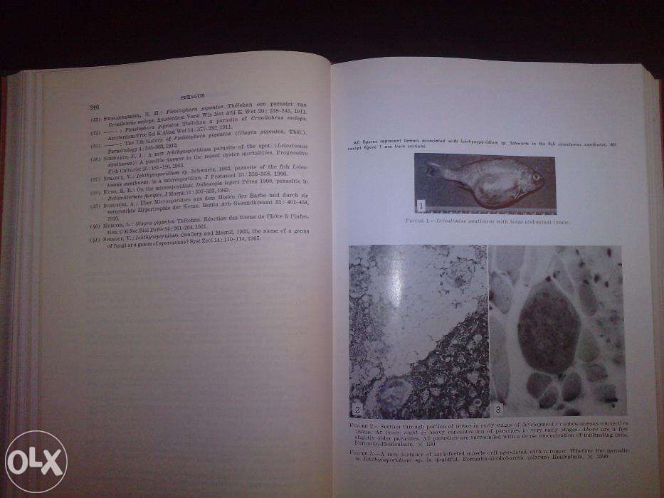 Neoplasm and Related Disorders of Invertebrate and Lower Vertebrate An