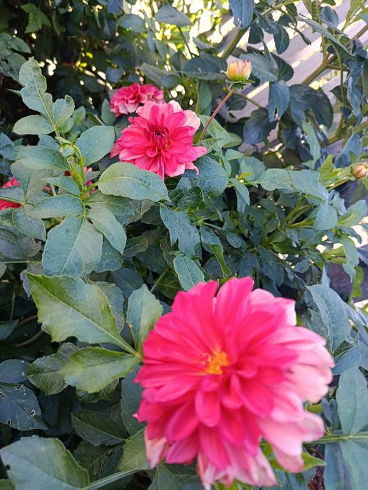 Продам клубни георгин