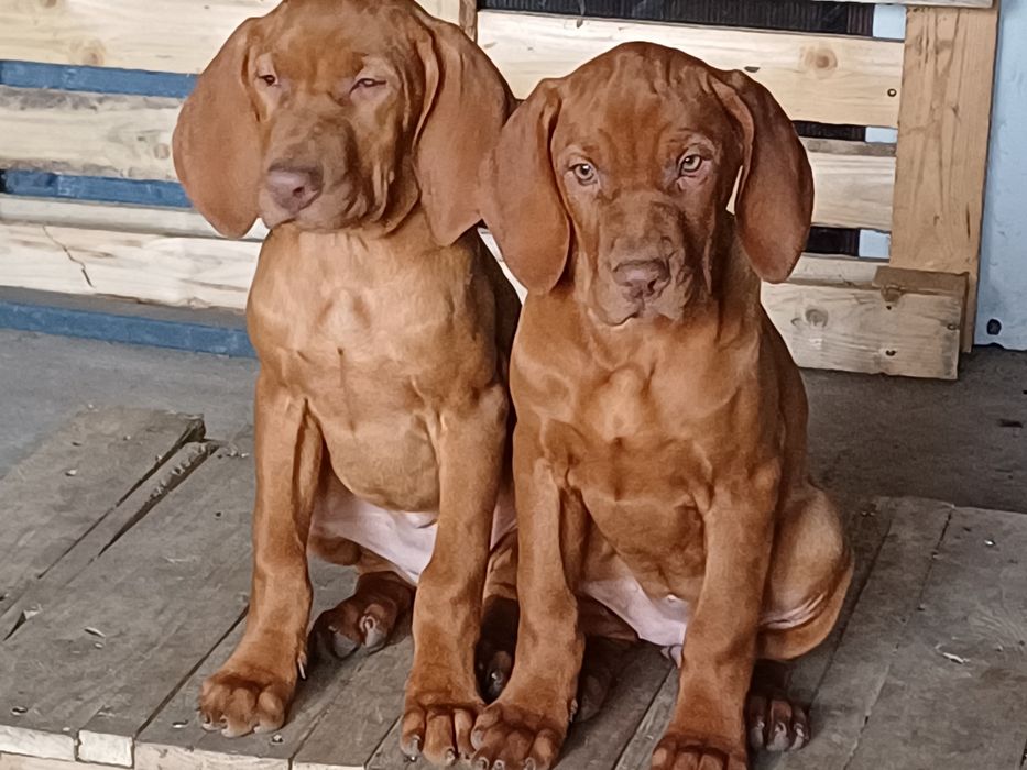 Catel viszla vijla maghiara