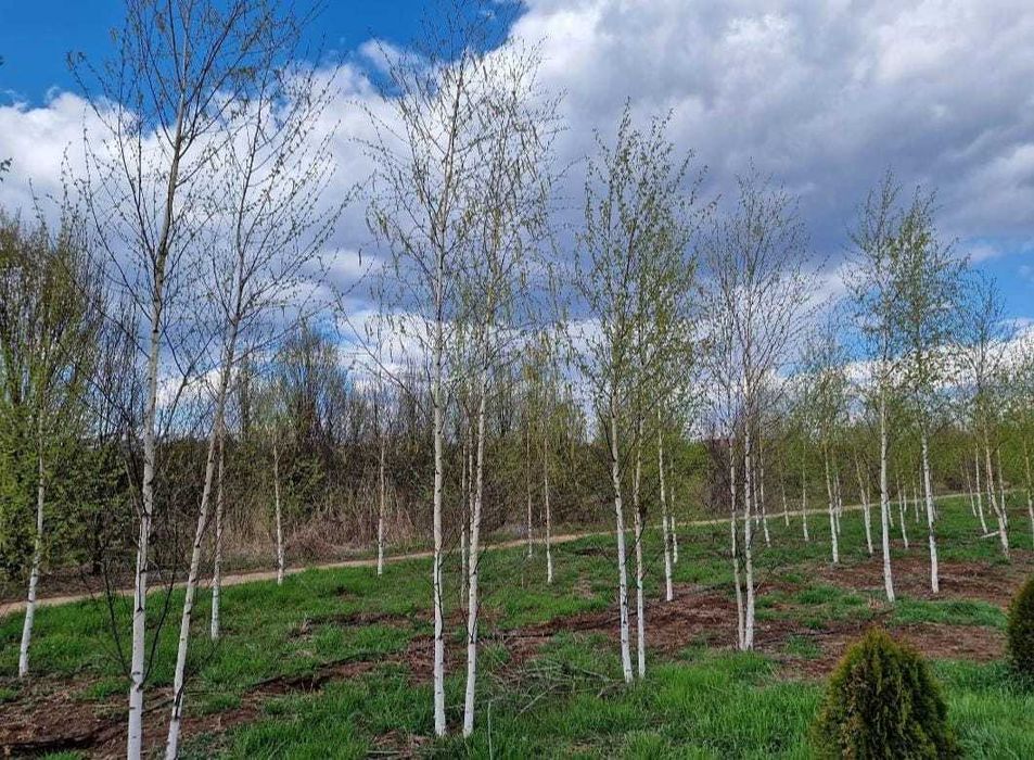 Mesteacăn alb betula diferite dimensiuni