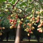Curmal chinezesc pomisor