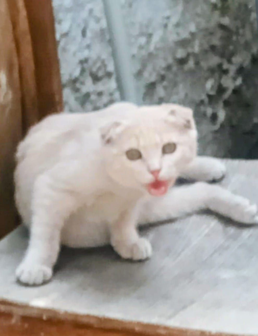 Кошечки и котятки ждут любящих хозяев