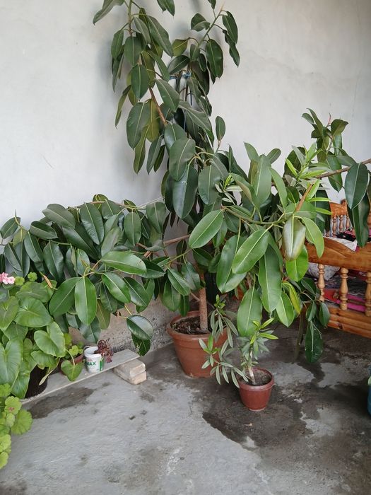 Fikus guli chiroyli gul