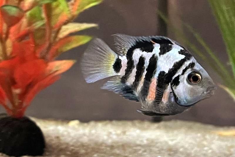 Продаются рыбки