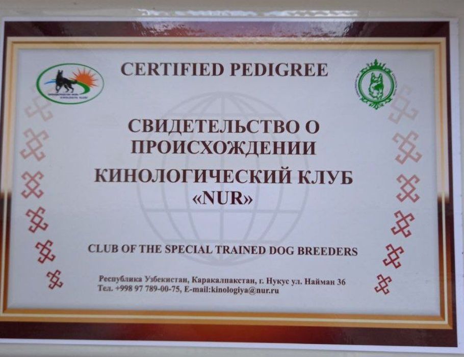 Чистокровный немецкая овчарка. Щенки продаются.