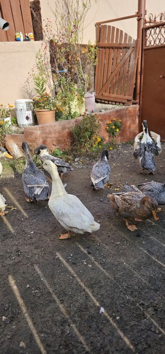 Vând rate de casă tinere