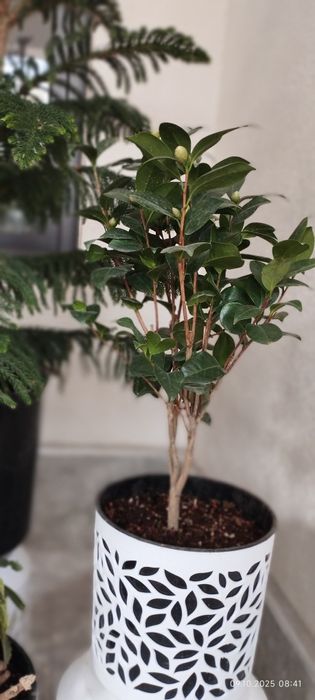 Камелия белый и красный