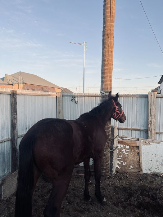 Тай құнан сатылады